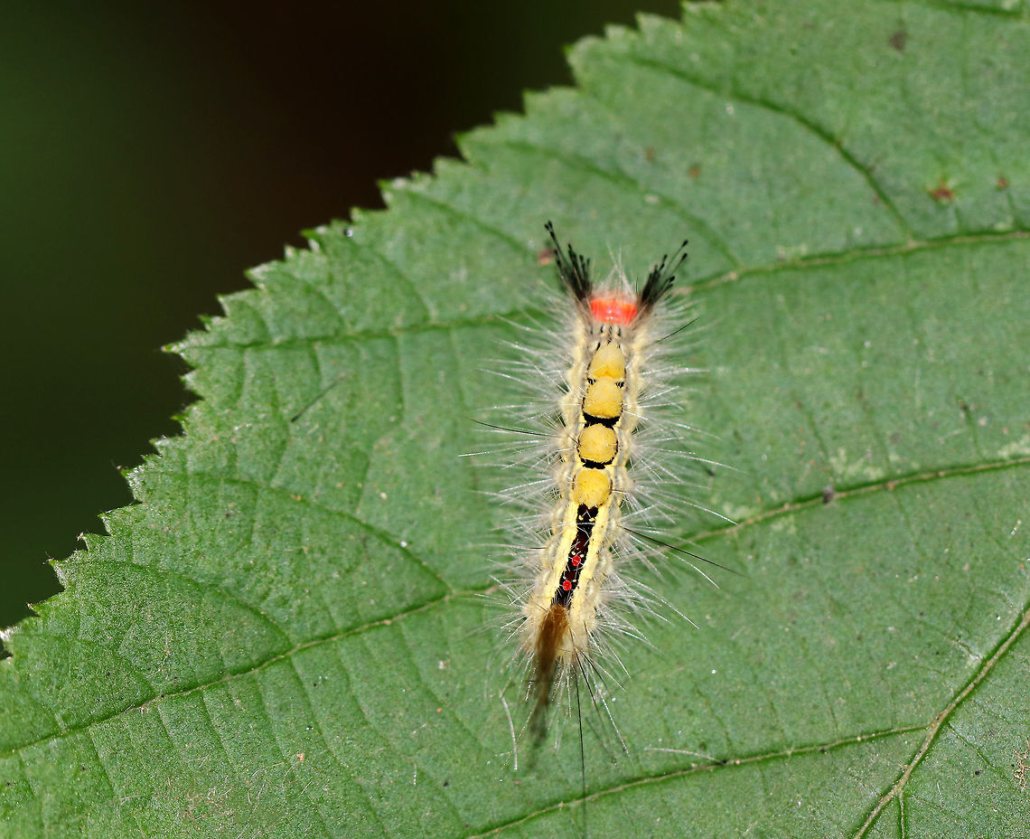 White-marked tussock moth caterpillar - Orgyia leucostigma Bright red head, yellow middorsal tufts on A1-A4, and a black middorsal stripe that is flanked by yellow subdorsal stripes. It was about 3 cm long.<br />
<br />
Spotted in a deciduous forest.<br />
<figure class="photo"><a href="https://www.jungledragon.com/image/63378/white-marked_tussock_moth_caterpillar_-_orgyia_leucostigma.html" title="White-marked tussock moth caterpillar - Orgyia leucostigma"><img src="https://s3.amazonaws.com/media.jungledragon.com/images/3232/63378_thumb.jpg?AWSAccessKeyId=05GMT0V3GWVNE7GGM1R2&Expires=1767225610&Signature=9Cs89O3BJuu5fHSS2ESnuknzdHg%3D" width="200" height="152" alt="White-marked tussock moth caterpillar - Orgyia leucostigma This caterpillar has been frustrating me for several years now. Each summer, I try to get a sharp, side profile shot of it, and every year, I fail. This is my best attempt so far, so I decided to post it and will keep trying until I get a clear shot.<br />
<br />
Bright red head, yellow middorsal tufts on A1-A4, and a black middorsal stripe that is flanked by yellow subdorsal stripes. It was about 3 cm long.<br />
<br />
 Spotted in a deciduous forest. <br />
https://www.jungledragon.com/image/63376/white-marked_tussock_moth_caterpillar_-_orgyia_leucostigma.html Geotagged,Orgyia leucostigma,Summer,United States,White-marked tussock moth,caterpillar,orgyia" /></a></figure> Geotagged,Orgyia leucostigma,Summer,United States,White-marked tussock moth,White-marked tussock moth caterpillar,caterpillar