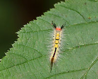 White-marked tussock moth caterpillar - Orgyia leucostigma Bright red head, yellow middorsal tufts on A1-A4, and a black middorsal stripe that is flanked by yellow subdorsal stripes. It was about 3 cm long.<br />
<br />
Spotted in a deciduous forest.<br />
https://www.jungledragon.com/image/63378/white-marked_tussock_moth_caterpillar_-_orgyia_leucostigma.html Geotagged,Orgyia leucostigma,Summer,United States,White-marked tussock moth,White-marked tussock moth caterpillar,caterpillar
