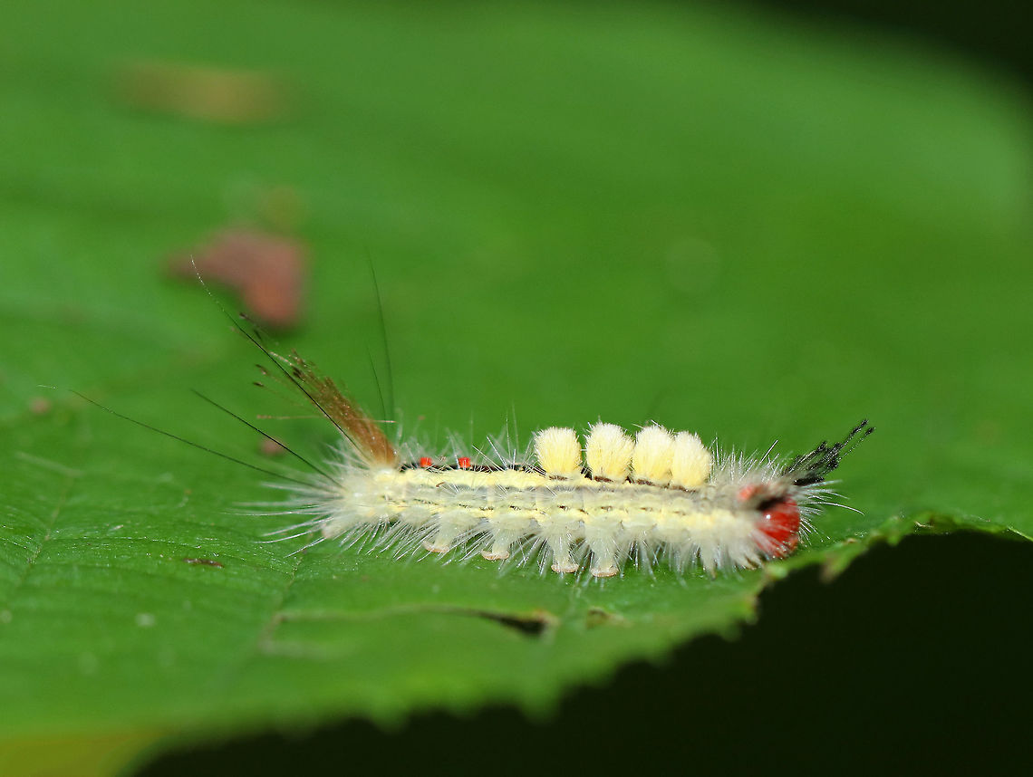 White-marked tussock moth caterpillar - Orgyia leucostigma This caterpillar has been frustrating me for several years now. Each summer, I try to get a sharp, side profile shot of it, and every year, I fail. This is my best attempt so far, so I decided to post it and will keep trying until I get a clear shot.<br />
<br />
Bright red head, yellow middorsal tufts on A1-A4, and a black middorsal stripe that is flanked by yellow subdorsal stripes. It was about 3 cm long.<br />
<br />
 Spotted in a deciduous forest. <br />
<figure class="photo"><a href="https://www.jungledragon.com/image/63376/white-marked_tussock_moth_caterpillar_-_orgyia_leucostigma.html" title="White-marked tussock moth caterpillar - Orgyia leucostigma"><img src="https://s3.amazonaws.com/media.jungledragon.com/images/3232/63376_thumb.jpg?AWSAccessKeyId=05GMT0V3GWVNE7GGM1R2&Expires=1763596810&Signature=mqjatNbv4ncatkIwSPlS2oHM33M%3D" width="200" height="164" alt="White-marked tussock moth caterpillar - Orgyia leucostigma Bright red head, yellow middorsal tufts on A1-A4, and a black middorsal stripe that is flanked by yellow subdorsal stripes. It was about 3 cm long.<br />
<br />
Spotted in a deciduous forest.<br />
https://www.jungledragon.com/image/63378/white-marked_tussock_moth_caterpillar_-_orgyia_leucostigma.html Geotagged,Orgyia leucostigma,Summer,United States,White-marked tussock moth,White-marked tussock moth caterpillar,caterpillar" /></a></figure> Geotagged,Orgyia leucostigma,Summer,United States,White-marked tussock moth,caterpillar,orgyia