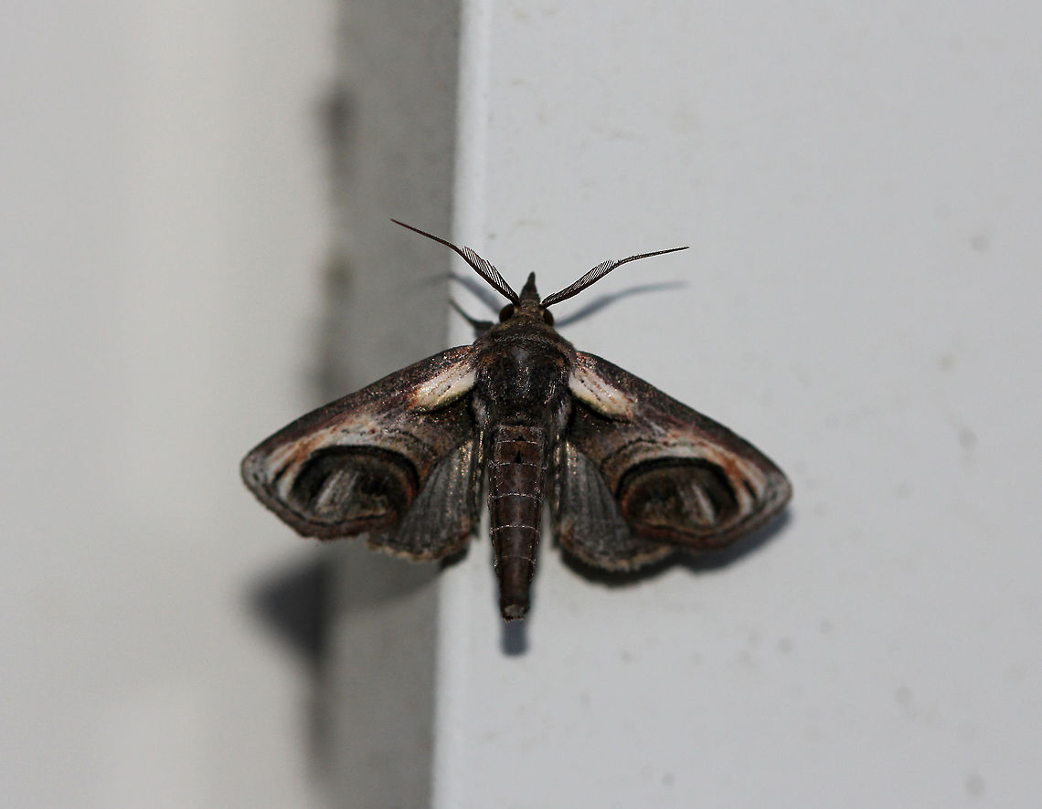 Eyed Paectes Moth - Paectes oculatrix Approximately 15 mm long; Grayish brown forewings with basal patches. Brownish red streaks extend through the median area parallel to the costa. The curved postmedian line outlines an eyelike pattern in the subterminal area.<br />
<br />
Spotted on the side of a house in a rural area. Eyed Paectes Moth,Geotagged,Paectes,Paectes oculatrix,Summer,United States,moth