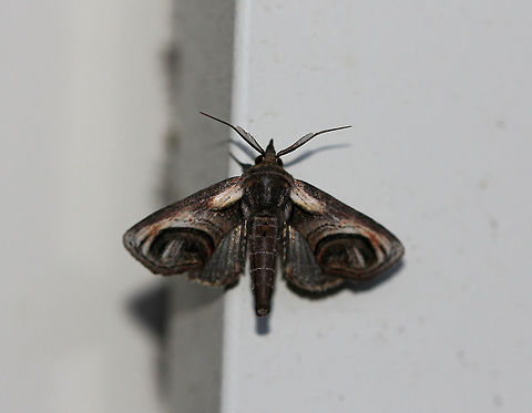 Eyed Paectes Moth - Paectes oculatrix Approximately 15 mm long; Grayish brown forewings with basal patches. Brownish red streaks extend through the median area parallel to the costa. The curved postmedian line outlines an eyelike pattern in the subterminal area.

Spotted on the side of a house in a rural area. Eyed Paectes Moth,Geotagged,Paectes,Paectes oculatrix,Summer,United States,moth