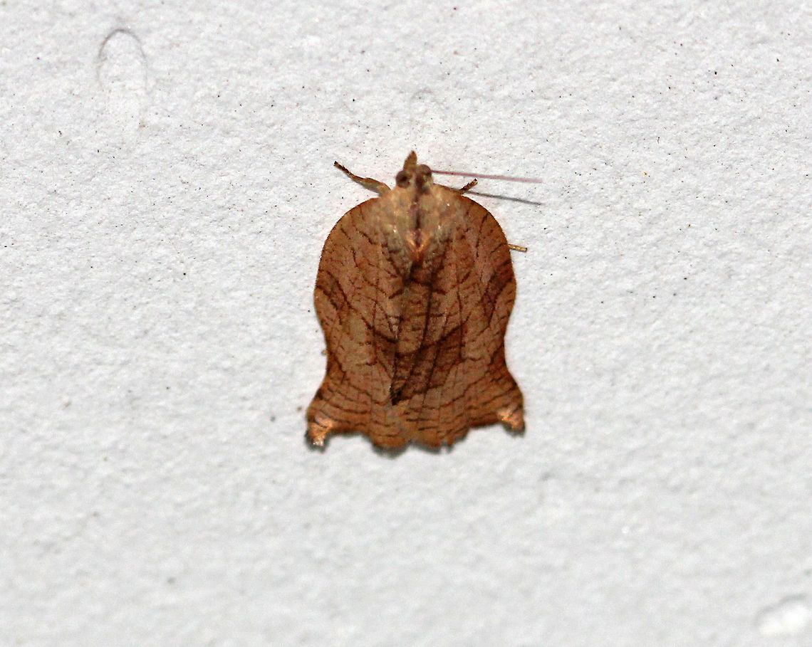Omnivorous Leafroller Moth - Archips purpurana Approximately 15 mm long.  Brownish tan forewings that have a network of brown scales. Fishtail-shaped outline.<br />
<br />
Spotted in a parking garage in a rural area. Archips,Archips purpuranus,Geotagged,Omnivorous Leafroller Moth,Summer,United States,moth
