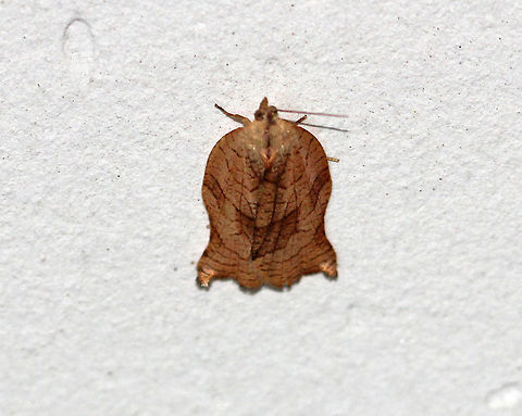 Omnivorous Leafroller Moth - Archips purpurana Approximately 15 mm long.  Brownish tan forewings that have a network of brown scales. Fishtail-shaped outline.

Spotted in a parking garage in a rural area. Archips,Archips purpuranus,Geotagged,Omnivorous Leafroller Moth,Summer,United States,moth