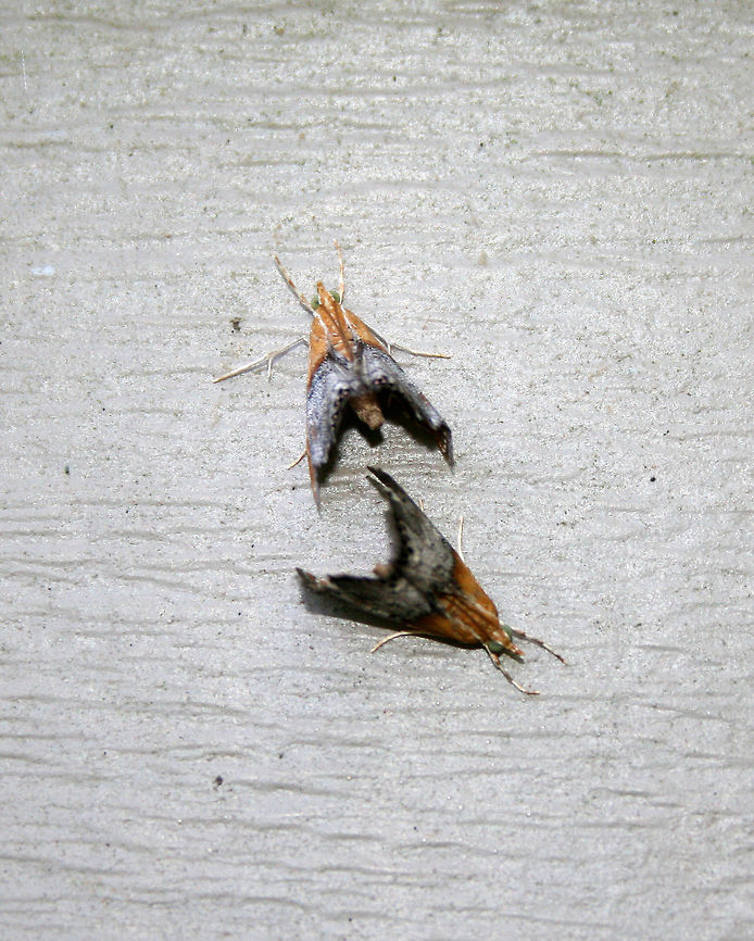 Sooty-winged chalcoela - Chalcoela iphitalis Approximately 10 mm long.  Pale orange forewings with large, silvery patch covering most of the median and subterminal areas.  Hindwings have a row of black and silver dots along the terminal lines.<br />
<br />
Spotted on the side of a shed in a rural area. Chalcoela iphitalis,Geotagged,Sooty-winged chalcoela,Spring,United States