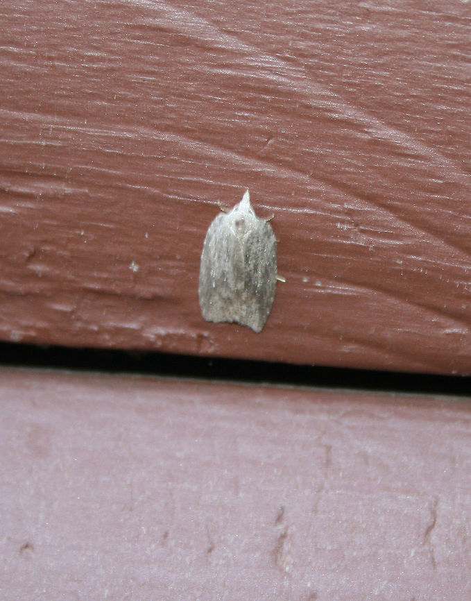 White-line Leafroller Moth - Amorbia humerosana Eek, this photo is so blurry! Sorry - hopefully someone will post another one of these moths at some point.<br />
<br />
This moth was about 10 mm long.  It had gray forewings that were speckled with black scales. A streak of chocolate brown shading extends along the inner margins.  Very broad forewings with sharply pointed apexes. <br />
<br />
Spotted on the side of a house in a wooded, rural area. Amorbia humerosana,Geotagged,Spring,United States,White-line Leafroller Moth,moth