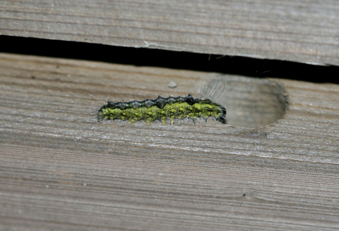 Ochre Dagger Moth Caterpillar - Acronicta morula The instars of this species vary in appearance. I think this one would be the penultimate instar, which is lime green with dark, dorsal markings, especially on A1, A4, and A8.<br />
<br />
This caterpillar typically feeds on elm. I found it on a bridge in a deciduous forest. Acronicta morula,Geotagged,Ochre Dagger Moth,Ochre Dagger Moth Caterpillar,Summer,United States,caterpillar