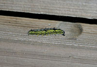 Ochre Dagger Moth Caterpillar - Acronicta morula The instars of this species vary in appearance. I think this one would be the penultimate instar, which is lime green with dark, dorsal markings, especially on A1, A4, and A8.<br />
<br />
This caterpillar typically feeds on elm. I found it on a bridge in a deciduous forest. Acronicta morula,Geotagged,Ochre Dagger Moth,Ochre Dagger Moth Caterpillar,Summer,United States,caterpillar