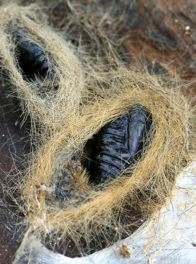 Tiger Moth Pupa - Family Erebidae, Subfamily Arctiinae This could possibly be Estigmene acrea, but I'm not sure. I found it overwintering under a log in a deciduous forest. Family Erebidae,Geotagged,Spring,Subfamily Arctiinae,Tiger Moth Pupa,United States,moth pupa,pupa