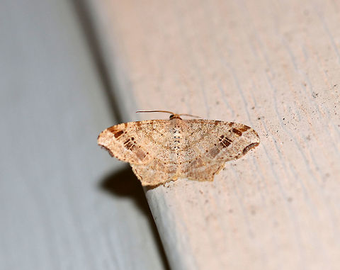 Common Angle Moth - Macaria aemulataria Wingspan 20 mm. Straw-colored forewings have faint brown lines on veins and at costa. The midpoint of the subterminal area is marked with a large, blackish mark. The outer margins have a shallow indentation near the apex.

Attracted to a light in a rural area. Common Angle Moth,Geotagged,Macaria aemulataria,Summer,United States