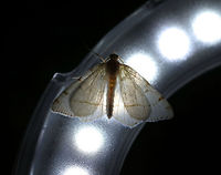 Lesser Maple Spanworm Moth - Speranza pustularia This is one of only two moths that I spotted last night for moth week. It was raining, so I didn't expect many to come. But, this moth was tricky to get a shot of because it loved my ring flash. I wear my ringflash on my wrist, like a bracelet, for night photography. I took this shot because I thought it was kind of cool to be able to see through this moth.<br />
<br />
White moth with faint reddish-brown lines on the wings. The postmedial line is usually the most complete line, and continues onto the hindwing. The wingspan was about  25mm. <br />
<br />
 The species name "pustularia" comes from the Latin word "pustulare" (to blister). It was given this name because the third orangish marking along the forewing costa was thought to be reminiscent of a pustule that had broken open and leaked a trail of pus down the wing. <br />
<br />
Attracted to a light on a rainy night in a rural area.<br />
https://www.jungledragon.com/image/63424/lesser_maple_spanworm_moth_-_speranza_pustularia.html Geotagged,Lesser maple spanworm,Speranza pustularia,Summer,United States,moth,moth week 2018