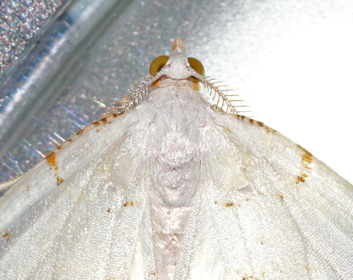 Lesser Maple Spanworm Moth - Speranza pustularia This is one of only two moths that I spotted last night for moth week. It was raining, so I didn&#039;t expect many to come. But, this moth was tricky to get a shot of because it loved my ring flash. I wear my ringflash on my wrist, like a bracelet, for night photography. This shot was taken with my camera&#039;s flash.<br />
<br />
 White moth with faint reddish-brown lines on the wings. The postmedial line is usually the most complete line, and continues onto the hindwing. The wingspan was about 25mm. <br />
<br />
 The species name &quot;pustularia&quot; comes from the Latin word &quot;pustulare&quot; (to blister). It was given this name because the third orangish marking along the forewing costa was thought to be reminiscent of a pustule that had broken open and leaked a trail of pus down the wing. <br />
<br />
 Attracted to a light on a rainy night in a rural area. <br />
<figure class="photo"><a href="https://www.jungledragon.com/image/63423/lesser_maple_spanworm_moth_-_speranza_pustularia.html" title="Lesser Maple Spanworm Moth - Speranza pustularia"><img src="https://s3.amazonaws.com/media.jungledragon.com/images/3232/63423_thumb.jpg?AWSAccessKeyId=05GMT0V3GWVNE7GGM1R2&Expires=1759968010&Signature=%2FogEIBG1nMYk3moLo63%2FGlFYNbs%3D" width="200" height="158" alt="Lesser Maple Spanworm Moth - Speranza pustularia This is one of only two moths that I spotted last night for moth week. It was raining, so I didn&#039;t expect many to come. But, this moth was tricky to get a shot of because it loved my ring flash. I wear my ringflash on my wrist, like a bracelet, for night photography. I took this shot because I thought it was kind of cool to be able to see through this moth.<br />
<br />
White moth with faint reddish-brown lines on the wings. The postmedial line is usually the most complete line, and continues onto the hindwing. The wingspan was about  25mm. <br />
<br />
 The species name &quot;pustularia&quot; comes from the Latin word &quot;pustulare&quot; (to blister). It was given this name because the third orangish marking along the forewing costa was thought to be reminiscent of a pustule that had broken open and leaked a trail of pus down the wing. <br />
<br />
Attracted to a light on a rainy night in a rural area.<br />
https://www.jungledragon.com/image/63424/lesser_maple_spanworm_moth_-_speranza_pustularia.html Geotagged,Lesser maple spanworm,Speranza pustularia,Summer,United States,moth,moth week 2018" /></a></figure> Geotagged,Lesser maple spanworm,Speranza pustularia,Summer,United States,moth,moth week 2018
