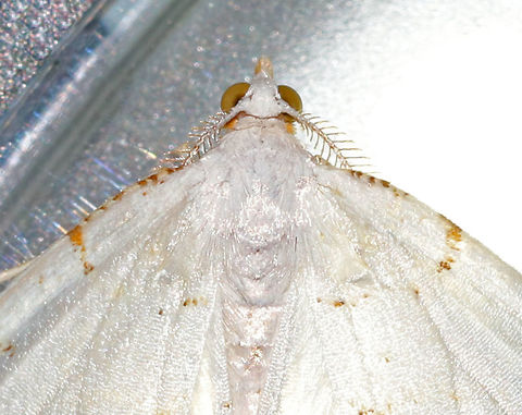 Lesser Maple Spanworm Moth - Speranza pustularia This is one of only two moths that I spotted last night for moth week. It was raining, so I didn't expect many to come. But, this moth was tricky to get a shot of because it loved my ring flash. I wear my ringflash on my wrist, like a bracelet, for night photography. This shot was taken with my camera's flash.

 White moth with faint reddish-brown lines on the wings. The postmedial line is usually the most complete line, and continues onto the hindwing. The wingspan was about 25mm. 

 The species name "pustularia" comes from the Latin word "pustulare" (to blister). It was given this name because the third orangish marking along the forewing costa was thought to be reminiscent of a pustule that had broken open and leaked a trail of pus down the wing. 

 Attracted to a light on a rainy night in a rural area. 
https://www.jungledragon.com/image/63423/lesser_maple_spanworm_moth_-_speranza_pustularia.html Geotagged,Lesser maple spanworm,Speranza pustularia,Summer,United States,moth,moth week 2018