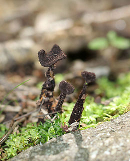 Inocybe tahquamenonensis These small, crusty, weird mushrooms were growing on the ground in a mossy area in a deciduous forest. They were oddly contorted, bumpy, and so very difficult to photograph. 
https://www.jungledragon.com/image/63435/inocybe_tahquamenonensis.html Geotagged,Inocybe,Inocybe tahquamenonensis,Summer,United States,fungi,fungus,mushroom