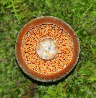 Lactifluus corrugis Felty, dark brown cap with white bloom; cap was about 6 cm.  Gills were orange, wavy, and short gills were frequent.  Stipe was solid and similar in color, but more pale than the cap. Flesh stained brown when exposed to air. Milk was white and copious.

Growing on the ground in a deciduous forest.
https://www.jungledragon.com/image/63438/lactifluus_corrugis.html Geotagged,Lactifluus,Lactifluus corrugis,Summer,United States,fungus,milky cap,mushroom