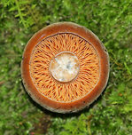 Lactifluus corrugis Felty, dark brown cap with white bloom; cap was about 6 cm. Gills were orange, wavy, and short gills were frequent. Stipe was solid and similar in color, but more pale than the cap. Flesh stained brown when exposed to air. Milk was white and copious.<br />
<br />
Growing on the ground in a deciduous forest.<br />
https://www.jungledragon.com/image/63438/lactifluus_corrugis.html Geotagged,Lactifluus,Lactifluus corrugis,Summer,United States,fungus,milky cap,mushroom