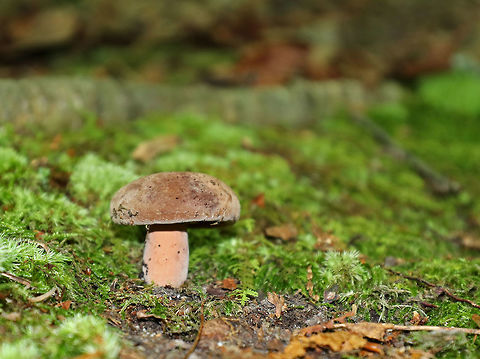 Lactifluus corrugis Felty, dark brown cap with white bloom; cap was about 6 cm. Gills were orange, wavy, and short gills were frequent. Stipe was solid and similar in color, but more pale than the cap. Flesh stained brown when exposed to air. Milk was white and copious.

 Growing on the ground in a deciduous forest. 
https://www.jungledragon.com/image/63437/lactifluus_corrugis.html Geotagged,Lactifluus,Lactifluus corrugis,Summer,United States,fungus,milky cap,mushroom