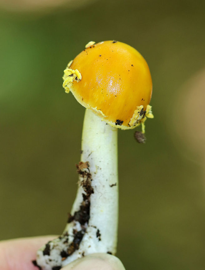 Peck's Yellow Dust Amanita - Amanita elongata Vivid, yellow, bell-shaped cap with volva that was randomly distributed as pale yellow, floccose warts, which were easily removed. The gills were free, crowded, and white. The stem was white and ended with a bulb.<br />
<br />
Growing on the ground in a deciduous forest.<br />
<br />
<figure class="photo"><a href="https://www.jungledragon.com/image/63440/pecks_yellow_dust_amanita_-_amanita_elongata.html" title="Peck's Yellow Dust Amanita - Amanita elongata"><img src="https://s3.amazonaws.com/media.jungledragon.com/images/3232/63440_thumb.jpg?AWSAccessKeyId=05GMT0V3GWVNE7GGM1R2&Expires=1769040010&Signature=jzH2NCHKE5mw9mw6USa4gDvlyaQ%3D" width="200" height="162" alt="Peck's Yellow Dust Amanita - Amanita elongata Vivid, yellow, bell-shaped cap with volva that was randomly distributed as pale yellow, floccose warts, which were easily removed. The gills were free, crowded, and white. The stem was white and ended with a bulb.<br />
<br />
 Growing on the ground in a deciduous forest. <br />
https://www.jungledragon.com/image/63439/pecks_yellow_dust_amanita_-_amanita_elongata.html<br />
 Amanita elongata,Geotagged,Peck's Yellow Dust Amanita,Summer,United States" /></a></figure> Amanita elongata,Geotagged,Peck's Yellow Dust Amanita,Summer,United States
