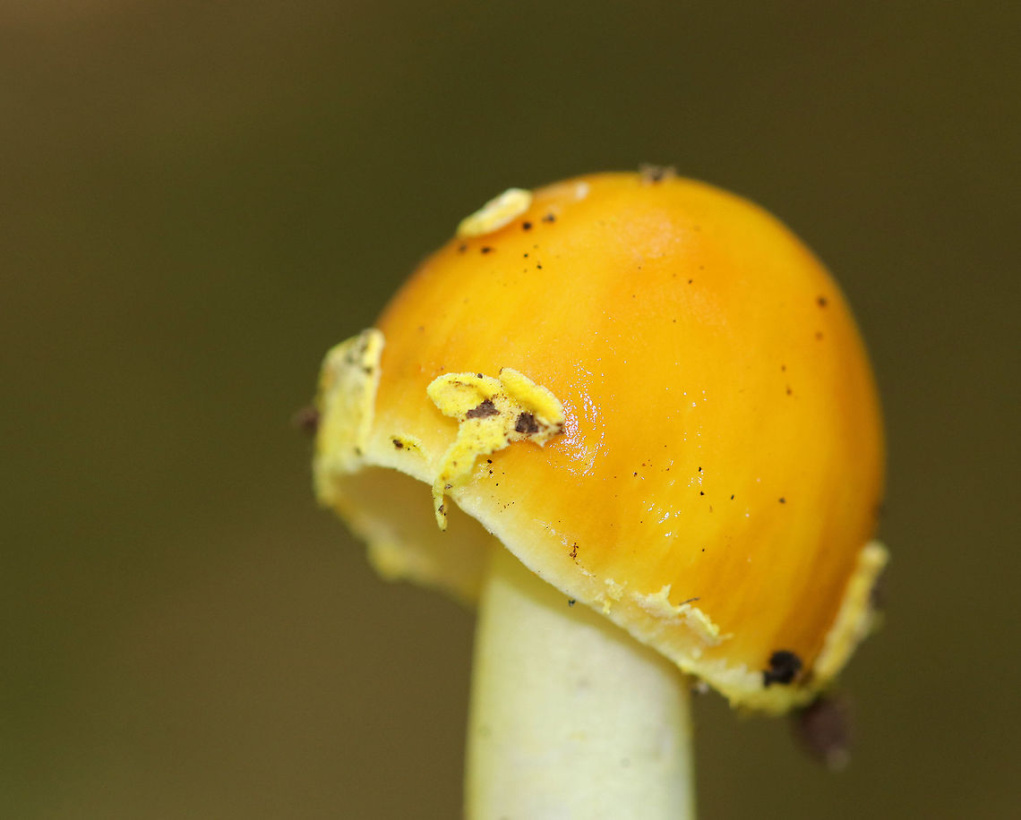 Peck's Yellow Dust Amanita - Amanita elongata Vivid, yellow, bell-shaped cap with volva that was randomly distributed as pale yellow, floccose warts, which were easily removed. The gills were free, crowded, and white. The stem was white and ended with a bulb.<br />
<br />
Growing on the ground in a deciduous forest. <br />
<figure class="photo"><a href="https://www.jungledragon.com/image/63439/pecks_yellow_dust_amanita_-_amanita_elongata.html" title="Peck's Yellow Dust Amanita - Amanita elongata"><img src="https://s3.amazonaws.com/media.jungledragon.com/images/3232/63439_thumb.jpg?AWSAccessKeyId=05GMT0V3GWVNE7GGM1R2&Expires=1759968010&Signature=GUgOdUto4uW53QJAS4UckwaEeW0%3D" width="116" height="152" alt="Peck's Yellow Dust Amanita - Amanita elongata Vivid, yellow, bell-shaped cap with volva that was randomly distributed as pale yellow, floccose warts, which were easily removed. The gills were free, crowded, and white. The stem was white and ended with a bulb.<br />
<br />
Growing on the ground in a deciduous forest.<br />
<br />
https://www.jungledragon.com/image/63440/pecks_yellow_dust_amanita_-_amanita_elongata.html Amanita elongata,Geotagged,Peck's Yellow Dust Amanita,Summer,United States" /></a></figure><br />
Amanita elongata,Geotagged,Peck's Yellow Dust Amanita,Summer,United States