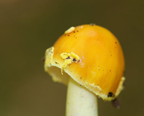 Peck's Yellow Dust Amanita - Amanita elongata Vivid, yellow, bell-shaped cap with volva that was randomly distributed as pale yellow, floccose warts, which were easily removed. The gills were free, crowded, and white. The stem was white and ended with a bulb.

 Growing on the ground in a deciduous forest. 
https://www.jungledragon.com/image/63439/pecks_yellow_dust_amanita_-_amanita_elongata.html
 Amanita elongata,Geotagged,Peck's Yellow Dust Amanita,Summer,United States