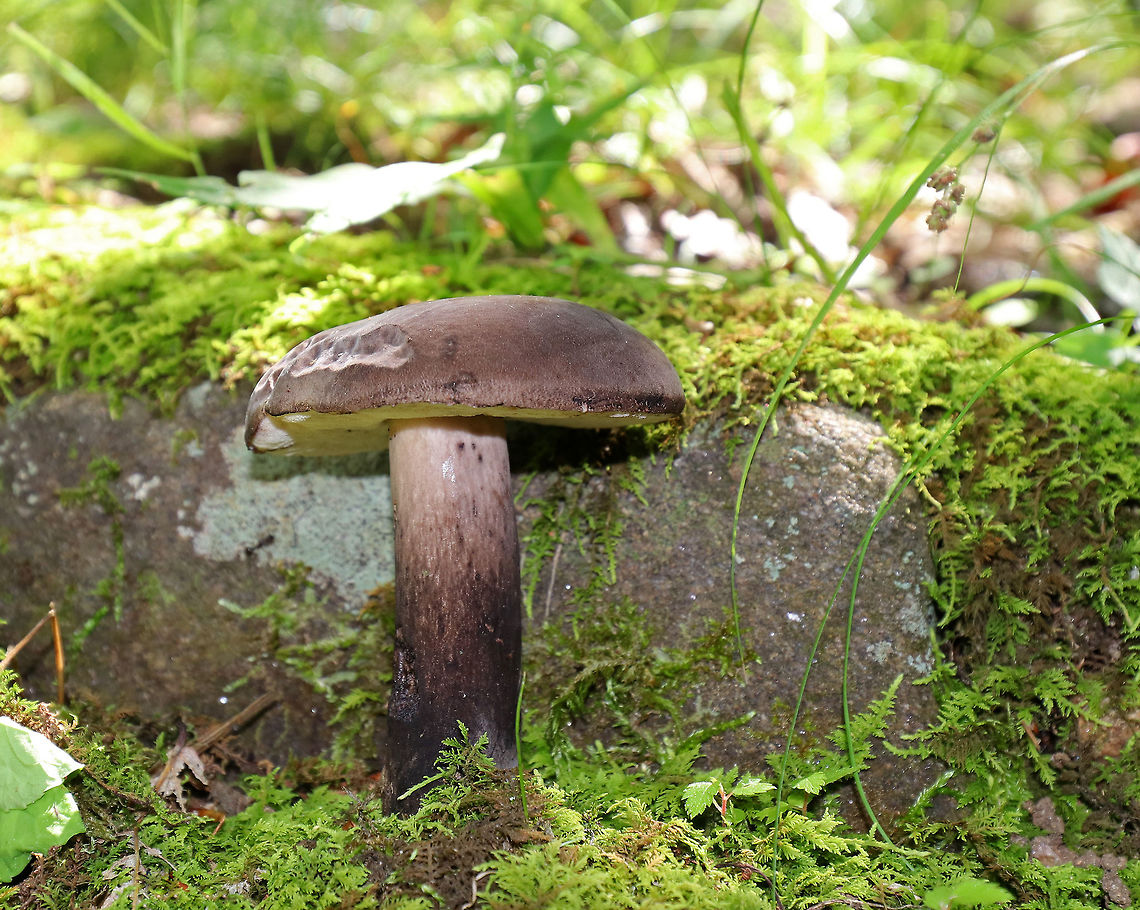 Tylopilus alboater Dry, brownish black cap that was very smooth and velvety. Pores were white and bruised when marked. Stipe was brownish, but lighter in color towards the apex. Cap size was about 6 cm wide.<br />
<br />
 It was growing in moss in a deciduous forest with lots of oak. Geotagged,Summer,Tylopilus alboater,United States,bolete,fungus,mushroom,tylopilus