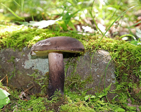 Tylopilus alboater Dry, brownish black cap that was very smooth and velvety. Pores were white and bruised when marked. Stipe was brownish, but lighter in color towards the apex. Cap size was about 6 cm wide.

 It was growing in moss in a deciduous forest with lots of oak. Geotagged,Summer,Tylopilus alboater,United States,bolete,fungus,mushroom,tylopilus