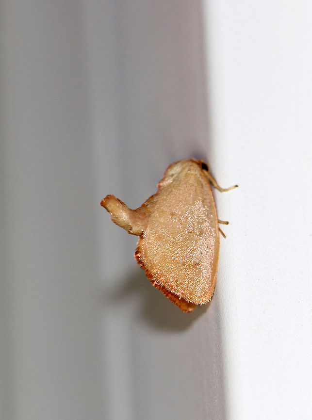 Red-crossed Button Slug - Tortricidia pallida About 10 mm long.  Tan forewings have an indistinct postmedian and subterminal line that are fused at the costa.  <br />
<br />
Attracted to a light in a rural area. Geotagged,Red-crossed Button Slug,Summer,Tortricidia,Tortricidia pallida,United States,moth,moth week 2018