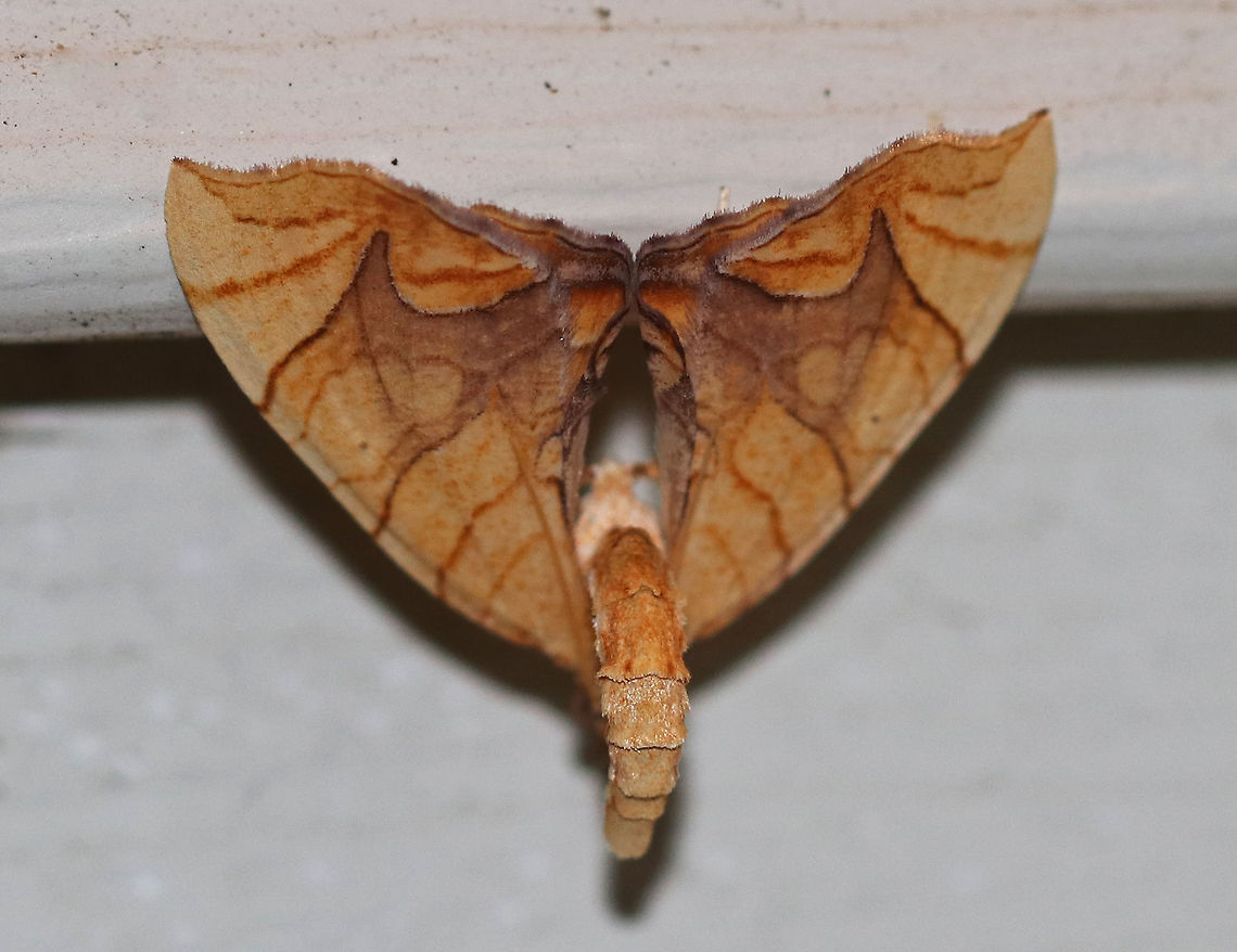 Lesser Grapevine Looper Moth - Eulithis diversilineata This moth was truly fantastically weird. It positions itself upside down and then flips its abdomen raised above its wings. It was about 30 mm long. It had pale orange forewings that were crossed by fine brown lines. The inner median are was tinted lilac/brownish. The midpoint of the postmedian line forms a long, outward pointing spike.<br />
<br />
Attracted to a light in a rural area.<br />
<br />
**Special thanks to Lisa for helping me get to genus level**<br />
<figure class="photo"><a href="https://www.jungledragon.com/image/63466/lesser_grapevine_looper_moth_-_eulithis_diversilineata.html" title="Lesser Grapevine Looper Moth - Eulithis diversilineata"><img src="https://s3.amazonaws.com/media.jungledragon.com/images/3232/63466_thumb.jpg?AWSAccessKeyId=05GMT0V3GWVNE7GGM1R2&Expires=1759968010&Signature=m89JvoUDFm%2BPqF%2BwGVK9pYYbl%2Bk%3D" width="200" height="158" alt="Lesser Grapevine Looper Moth - Eulithis diversilineata This moth was truly fantastically weird. It positions itself upside down and then flips its abdomen raised above its wings. It was about 30 mm long. It had pale orange forewings that were crossed by fine brown lines. The inner median are was tinted lilac/brownish. The midpoint of the postmedian line forms a long, outward pointing spike.<br />
<br />
Attracted to a light in a rural area. <br />
<br />
This is the 3rd photo in a series of three. After taking the first shot, the moth flew away, but landed higher up on my house, so I really had to blast it with light to get this shot...Don't mind the dirt, lol. I live across from a farm and this wall of my house regularly gets by dirt ;P<br />
<br />
**Special thanks to Lisa for helping me get to genus level** <br />
https://www.jungledragon.com/image/63467/lesser_grapevine_looper_moth_-_eulithis_diversilineata.html<br />
https://www.jungledragon.com/image/63463/lesser_grapevine_looper_moth_-_eulithis_diversilineata.html<br />
Eulithis,Eulithis diversilineata,Geotagged,Lesser grapevine looper,Summer,United States,moth,moth week 2018" /></a></figure><br />
<figure class="photo"><a href="https://www.jungledragon.com/image/63467/lesser_grapevine_looper_moth_-_eulithis_diversilineata.html" title="Lesser Grapevine Looper Moth - Eulithis diversilineata"><img src="https://s3.amazonaws.com/media.jungledragon.com/images/3232/63467_thumb.jpg?AWSAccessKeyId=05GMT0V3GWVNE7GGM1R2&Expires=1759968010&Signature=aj3vOeo0K94rkNtKD8PpY2pOyaE%3D" width="200" height="158" alt="Lesser Grapevine Looper Moth - Eulithis diversilineata This moth was truly fantastically weird. It positions itself upside down and then flips its abdomen raised above its wings. It was about 30 mm long. It had pale orange forewings that were crossed by fine brown lines. The inner median are was tinted lilac/brownish. The midpoint of the postmedian line forms a long, outward pointing spike.<br />
<br />
Attracted to a light in a rural area. <br />
<br />
This is the 2nd photo in a series of three. After taking the first shot, the moth flew away, but landed higher up on my house, so I really had to blast it with light to get this shot...Don't mind the dirt, lol. I live across from a farm and this wall of my house regularly gets by dirt ;P<br />
<br />
**Special thanks to Lisa for helping me get to genus level** <br />
https://www.jungledragon.com/image/63463/lesser_grapevine_looper_moth_-_eulithis_diversilineata.html<br />
https://www.jungledragon.com/image/63466/lesser_grapevine_looper_moth_-_eulithis_diversilineata.html<br />
Eulithis diversilineata,Geotagged,Lesser grapevine looper,Summer,United States,moth,moth week 2018" /></a></figure> Eulithis diversilineata,Geotagged,Lesser Grapevine Looper Moth,Lesser grapevine looper,Summer,United States,moth,moth week 2018