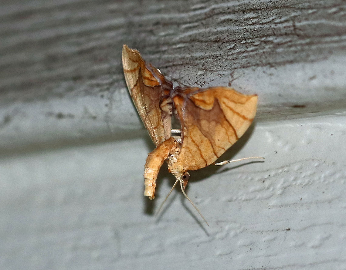 Lesser Grapevine Looper Moth - Eulithis diversilineata This moth was truly fantastically weird. It positions itself upside down and then flips its abdomen raised above its wings. It was about 30 mm long. It had pale orange forewings that were crossed by fine brown lines. The inner median are was tinted lilac/brownish. The midpoint of the postmedian line forms a long, outward pointing spike.<br />
<br />
 Attracted to a light in a rural area. <br />
<br />
This is the 3rd photo in a series of three. After taking the first shot, the moth flew away, but landed higher up on my house, so I really had to blast it with light to get this shot...Don&#039;t mind the dirt, lol. I live across from a farm and this wall of my house regularly gets by dirt ;P<br />
<br />
 **Special thanks to Lisa for helping me get to genus level** <br />
<figure class="photo"><a href="https://www.jungledragon.com/image/63467/lesser_grapevine_looper_moth_-_eulithis_diversilineata.html" title="Lesser Grapevine Looper Moth - Eulithis diversilineata"><img src="https://s3.amazonaws.com/media.jungledragon.com/images/3232/63467_thumb.jpg?AWSAccessKeyId=05GMT0V3GWVNE7GGM1R2&Expires=1759968010&Signature=aj3vOeo0K94rkNtKD8PpY2pOyaE%3D" width="200" height="158" alt="Lesser Grapevine Looper Moth - Eulithis diversilineata This moth was truly fantastically weird. It positions itself upside down and then flips its abdomen raised above its wings. It was about 30 mm long. It had pale orange forewings that were crossed by fine brown lines. The inner median are was tinted lilac/brownish. The midpoint of the postmedian line forms a long, outward pointing spike.<br />
<br />
 Attracted to a light in a rural area. <br />
<br />
This is the 2nd photo in a series of three. After taking the first shot, the moth flew away, but landed higher up on my house, so I really had to blast it with light to get this shot...Don&#039;t mind the dirt, lol. I live across from a farm and this wall of my house regularly gets by dirt ;P<br />
<br />
 **Special thanks to Lisa for helping me get to genus level** <br />
https://www.jungledragon.com/image/63463/lesser_grapevine_looper_moth_-_eulithis_diversilineata.html<br />
https://www.jungledragon.com/image/63466/lesser_grapevine_looper_moth_-_eulithis_diversilineata.html<br />
 Eulithis diversilineata,Geotagged,Lesser grapevine looper,Summer,United States,moth,moth week 2018" /></a></figure><br />
<figure class="photo"><a href="https://www.jungledragon.com/image/63463/lesser_grapevine_looper_moth_-_eulithis_diversilineata.html" title="Lesser Grapevine Looper Moth - Eulithis diversilineata"><img src="https://s3.amazonaws.com/media.jungledragon.com/images/3232/63463_thumb.jpg?AWSAccessKeyId=05GMT0V3GWVNE7GGM1R2&Expires=1759968010&Signature=VJr07FB03rRaWROIKDsLyooTK18%3D" width="200" height="156" alt="Lesser Grapevine Looper Moth - Eulithis diversilineata This moth was truly fantastically weird. It positions itself upside down and then flips its abdomen raised above its wings.  It was about 30 mm long.  It had pale orange forewings that were crossed by fine brown lines. The inner median are was tinted lilac/brownish. The midpoint of the postmedian line forms a long, outward pointing spike.<br />
<br />
Attracted to a light in a rural area.<br />
<br />
**Special thanks to Lisa for helping me get to genus level**<br />
https://www.jungledragon.com/image/63466/lesser_grapevine_looper_moth_-_eulithis_diversilineata.html<br />
https://www.jungledragon.com/image/63467/lesser_grapevine_looper_moth_-_eulithis_diversilineata.html Eulithis diversilineata,Geotagged,Lesser Grapevine Looper Moth,Lesser grapevine looper,Summer,United States,moth,moth week 2018" /></a></figure><br />
 Eulithis,Eulithis diversilineata,Geotagged,Lesser grapevine looper,Summer,United States,moth,moth week 2018