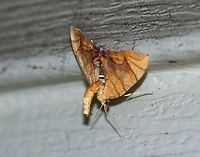 Lesser Grapevine Looper Moth - Eulithis diversilineata This moth was truly fantastically weird. It positions itself upside down and then flips its abdomen raised above its wings. It was about 30 mm long. It had pale orange forewings that were crossed by fine brown lines. The inner median are was tinted lilac/brownish. The midpoint of the postmedian line forms a long, outward pointing spike.<br />
<br />
Attracted to a light in a rural area. <br />
<br />
This is the 3rd photo in a series of three. After taking the first shot, the moth flew away, but landed higher up on my house, so I really had to blast it with light to get this shot...Don't mind the dirt, lol. I live across from a farm and this wall of my house regularly gets by dirt ;P<br />
<br />
**Special thanks to Lisa for helping me get to genus level** <br />
https://www.jungledragon.com/image/63467/lesser_grapevine_looper_moth_-_eulithis_diversilineata.html<br />
https://www.jungledragon.com/image/63463/lesser_grapevine_looper_moth_-_eulithis_diversilineata.html<br />
Eulithis,Eulithis diversilineata,Geotagged,Lesser grapevine looper,Summer,United States,moth,moth week 2018