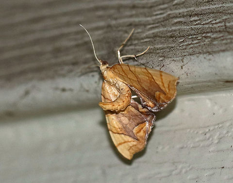 Lesser Grapevine Looper Moth - Eulithis diversilineata This moth was truly fantastically weird. It positions itself upside down and then flips its abdomen raised above its wings. It was about 30 mm long. It had pale orange forewings that were crossed by fine brown lines. The inner median are was tinted lilac/brownish. The midpoint of the postmedian line forms a long, outward pointing spike.

 Attracted to a light in a rural area. 

This is the 2nd photo in a series of three. After taking the first shot, the moth flew away, but landed higher up on my house, so I really had to blast it with light to get this shot...Don't mind the dirt, lol. I live across from a farm and this wall of my house regularly gets by dirt ;P

 **Special thanks to Lisa for helping me get to genus level** 
https://www.jungledragon.com/image/63463/lesser_grapevine_looper_moth_-_eulithis_diversilineata.html
https://www.jungledragon.com/image/63466/lesser_grapevine_looper_moth_-_eulithis_diversilineata.html
 Eulithis diversilineata,Geotagged,Lesser grapevine looper,Summer,United States,moth,moth week 2018