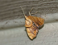 Lesser Grapevine Looper Moth - Eulithis diversilineata This moth was truly fantastically weird. It positions itself upside down and then flips its abdomen raised above its wings. It was about 30 mm long. It had pale orange forewings that were crossed by fine brown lines. The inner median are was tinted lilac/brownish. The midpoint of the postmedian line forms a long, outward pointing spike.<br />
<br />
Attracted to a light in a rural area. <br />
<br />
This is the 2nd photo in a series of three. After taking the first shot, the moth flew away, but landed higher up on my house, so I really had to blast it with light to get this shot...Don't mind the dirt, lol. I live across from a farm and this wall of my house regularly gets by dirt ;P<br />
<br />
**Special thanks to Lisa for helping me get to genus level** <br />
https://www.jungledragon.com/image/63463/lesser_grapevine_looper_moth_-_eulithis_diversilineata.html<br />
https://www.jungledragon.com/image/63466/lesser_grapevine_looper_moth_-_eulithis_diversilineata.html<br />
Eulithis diversilineata,Geotagged,Lesser grapevine looper,Summer,United States,moth,moth week 2018