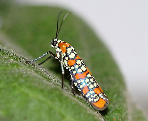 Ailanthus webworm moth - Atteva aurea Approximately 15 mm long.  Orange forewings are boldly patterned with wide black-edged bands of pale yellow spots.

This moth was resting on a bush next to my deck, near my moth light. Ailanthus webworm,Atteva aurea,Geotagged,Summer,United States,moth,moth week 2018