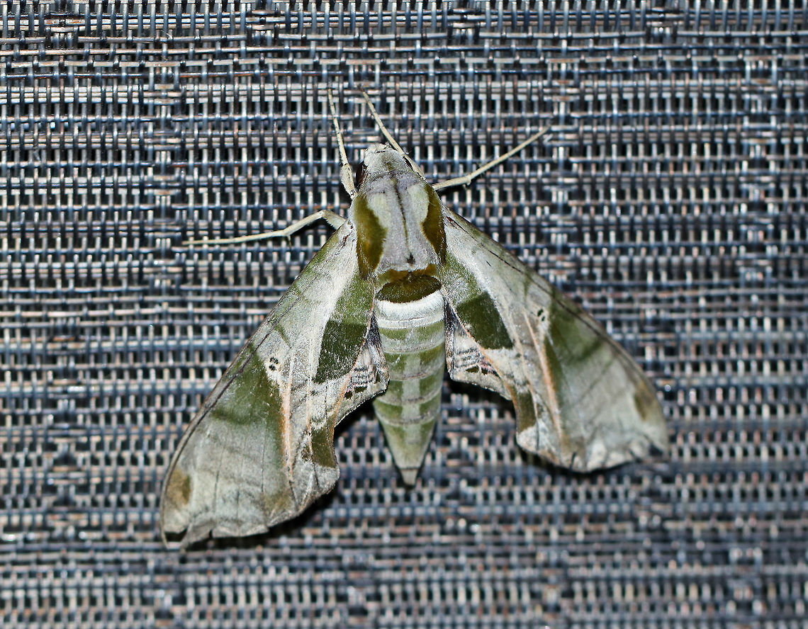 Pandora sphinx - Eumorpha pandorus At least 6 cm long.  Pale green forewings had a complex pattern of darker green patches and pink veins extending through the subterminal area. Thorax was pale green with dark tegulae. <br />
<br />
This moth was resting on a chair on my deck and was attracted by my moth light.<br />
<figure class="photo"><a href="https://www.jungledragon.com/image/63472/pandora_sphinx_-_eumorpha_pandorus.html" title="Pandora sphinx - Eumorpha pandorus"><img src="https://s3.amazonaws.com/media.jungledragon.com/images/3232/63472_thumb.jpg?AWSAccessKeyId=05GMT0V3GWVNE7GGM1R2&Expires=1770854410&Signature=DiWrrTQmGdsTxtWBe2sM7zpDFsw%3D" width="200" height="150" alt="Pandora sphinx - Eumorpha pandorus At least 6 cm long. Pale green forewings had a complex pattern of darker green patches and pink veins extending through the subterminal area. Thorax was pale green with dark tegulae. <br />
<br />
 This moth was resting on a chair on my deck and was attracted by my moth light. <br />
https://www.jungledragon.com/image/63470/pandora_sphinx_-_eumorpha_pandorus.html Eumorpha pandorus,Geotagged,Pandora sphinx,Summer,United States,moth,moth week 2018" /></a></figure> Eumorpha pandorus,Geotagged,Pandora sphinx,Summer,United States,moth,moth week 2018