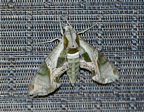 Pandora sphinx - Eumorpha pandorus At least 6 cm long.  Pale green forewings had a complex pattern of darker green patches and pink veins extending through the subterminal area. Thorax was pale green with dark tegulae. 

This moth was resting on a chair on my deck and was attracted by my moth light.
https://www.jungledragon.com/image/63472/pandora_sphinx_-_eumorpha_pandorus.html Eumorpha pandorus,Geotagged,Pandora sphinx,Summer,United States,moth,moth week 2018