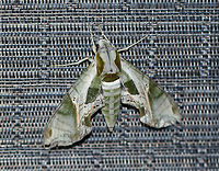 Pandora sphinx - Eumorpha pandorus At least 6 cm long.  Pale green forewings had a complex pattern of darker green patches and pink veins extending through the subterminal area. Thorax was pale green with dark tegulae. <br />
<br />
This moth was resting on a chair on my deck and was attracted by my moth light.<br />
https://www.jungledragon.com/image/63472/pandora_sphinx_-_eumorpha_pandorus.html Eumorpha pandorus,Geotagged,Pandora sphinx,Summer,United States,moth,moth week 2018