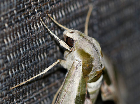 Pandora sphinx - Eumorpha pandorus At least 6 cm long. Pale green forewings had a complex pattern of darker green patches and pink veins extending through the subterminal area. Thorax was pale green with dark tegulae. 

 This moth was resting on a chair on my deck and was attracted by my moth light. 
https://www.jungledragon.com/image/63470/pandora_sphinx_-_eumorpha_pandorus.html Eumorpha pandorus,Geotagged,Pandora sphinx,Summer,United States,moth,moth week 2018