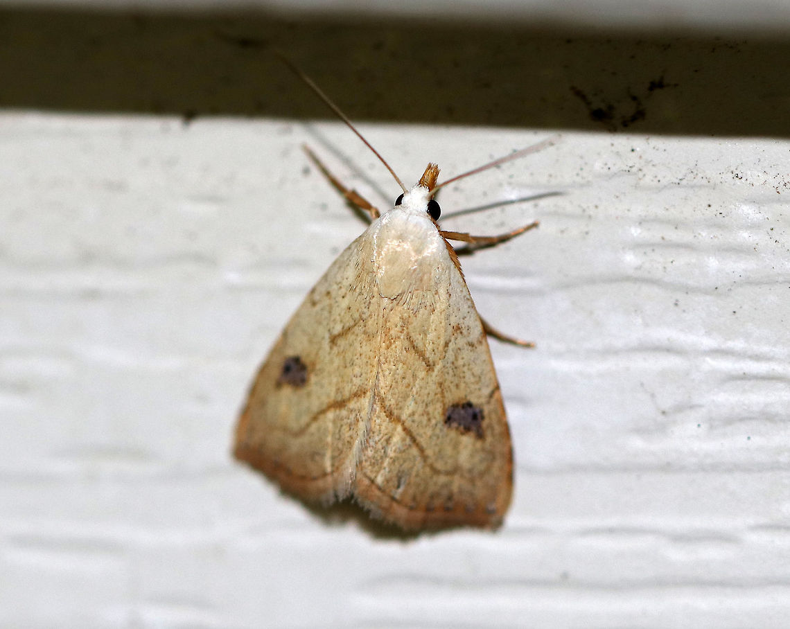 Spotted Grass Moth  - Rivula propinqualis Total length: 10 mm.  Tan forewings with brown border.  Antimedial line is W-shaped. Postmedial line curves sharply before reaching costa. Brown shading covers two black dots in reniform spot.<br />
<br />
Attracted to a moth light in a rural area. Geotagged,Rivula propinqualis,Spotted Grass Moth,Summer,United States,grass moth,moth,moth week 2018