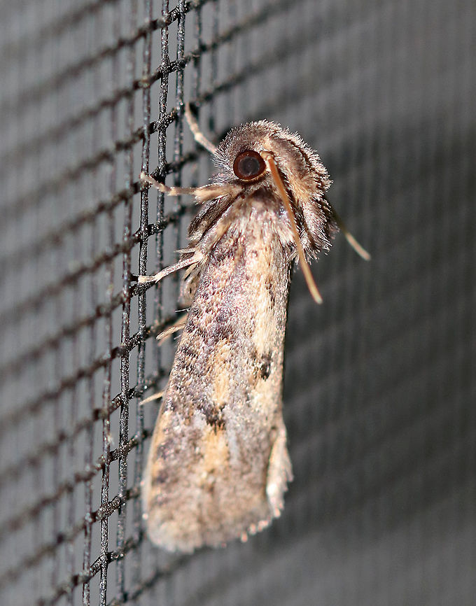 Clemens' Grass Tubeworm Moth  - Acrolophus popeanella Male moth that was about 11 mm long. It had very fuzzy palps that reached backwards towards its abdomen. It was mostly tan/brown and was marked with darker colors. It had a large median spot near inner margin of forewings.<br />
<br />
Attracted to a moth light in a rural area. <br />
<br />
**Thanks to Lisa for helping me with the ID** Acrolophus popeanella,Clemens' Grass Tubeworm Moth,Geotagged,Summer,United States,moth,moth week 2018