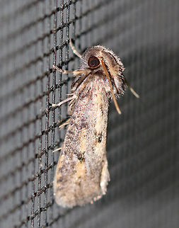 Clemens' Grass Tubeworm Moth  - Acrolophus popeanella Male moth that was about 11 mm long. It had very fuzzy palps that reached backwards towards its abdomen. It was mostly tan/brown and was marked with darker colors. It had a large median spot near inner margin of forewings.

Attracted to a moth light in a rural area. 

**Thanks to Lisa for helping me with the ID** Acrolophus popeanella,Clemens' Grass Tubeworm Moth,Geotagged,Summer,United States,moth,moth week 2018