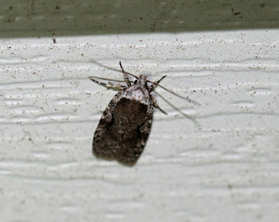Curved-line Agonopterix - Agonopterix curvilineella 13 mm total length. They rest with their wings together and seem broad-shouldered with squared wingtips, giving an overall rectangular appearance. This species has two dark curved lines on its forewings, which are difficult to see in this shot.<br />
<br />
Attracted to a light in a rural area. Agonopterix curvilineella,Curved-line Agonopterix,Geotagged,Summer,United States,grass miner,moth,moth week 2018