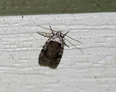Curved-line agonopterix moth