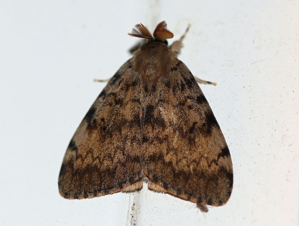 Gypsy Moth (Male) - Lymantria dispar About 25 mm long.  Forewing of males have dusky scalloped lines and black crescent-shaped reniform spots. Antennae are broadly bipectinate.<br />
<br />
Attracted to a moth light in a rural area. Geotagged,Gypsy moth,Lymantria dispar,Summer,United States,moth,moth week 2018