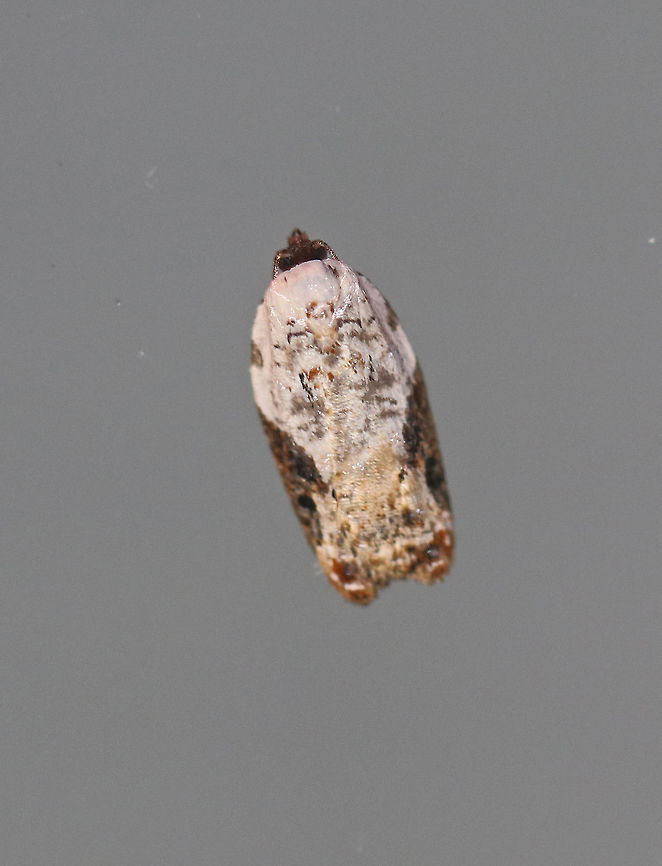 Snowy-shouldered Acleris - Acleris nivisellana Total length is 7 mm. Mottled pale gray forewing has white basal half of costa. Reddish tufts (rubbed off) mark AM and ST areas. Indented costa is accented with a gray triangle at the midpoint.<br />
<br />
Attracted to a moth light in a rural area. Acleris nivisellana,Geotagged,Summer,United States,acleris nivisellana,moth,moth week 2018
