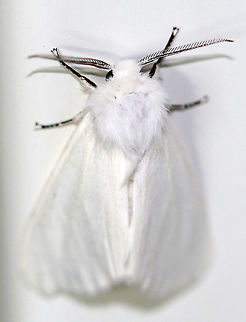 Virginian Tiger Moth - Spilosoma virginica 25 mm long.  Forewings and hindwings were pure white. Abdomen had yellow patches and rows of black spots.  Coxa and femur of forelegs were orange and black. Legs are striped.

Attracted to a moth light in a rural area. Geotagged,Spilosoma virginica,Summer,United States,moth,moth week 2018,spilosoma,tiger moth,virginian tiger moth