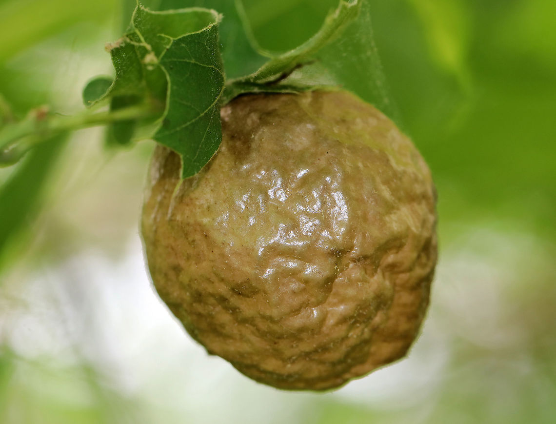 Spongy Oak Apple Gall - Amphibolips confluenta Galls are green at first, but become tan and papery thin on the outside as seen in this photo.  The gall was about 4 cm diameter.<br />
<br />
Spotted on an oak tree in a deciduous forest. Amphibolips,Amphibolips confluenta,Geotagged,Spongy Oak Apple Gall,Spongy Oak Apple Gall Wasp,Summer,United States,gall,oak apple,oak gall