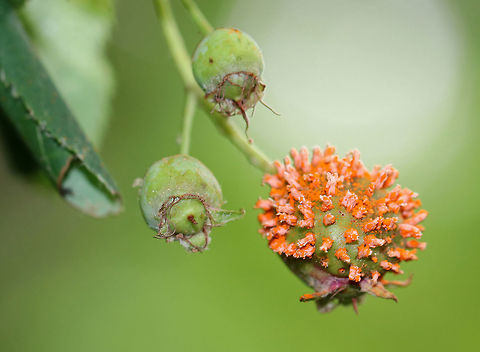 Cedar-Quince Rust - Gymnosporangium clavipes Rust fungus growing on highbush blueberry (Vaccinium corymbosum).
Spotted in a mixed forest. Geotagged,Gymnosporangium,Gymnosporangium clavipes,Summer,United States,berry fungus,cedar-quince rust,fungus,rust,rust fungus