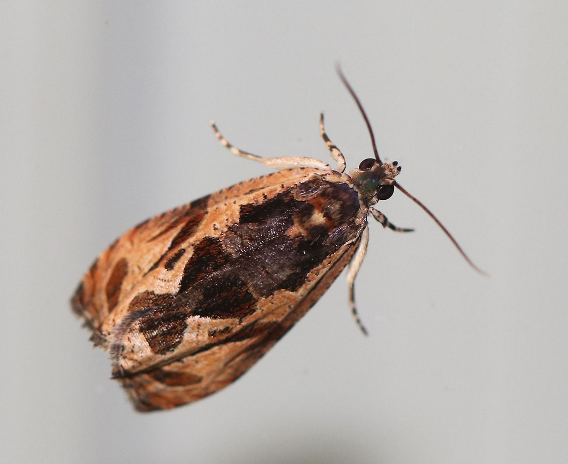 Variable Nigranum Moth - Olethreutes nigranum It was around 8 mm long. The appearance of this species is highly variable. This particular moth was tan with dark brown markings.<br />
<br />
Attracted to a moth light in a rural area. Geotagged,Olethreutes,Olethreutes nigranum,Summer,United States,moth,moth week 2018,tortricidae,variable nigranum
