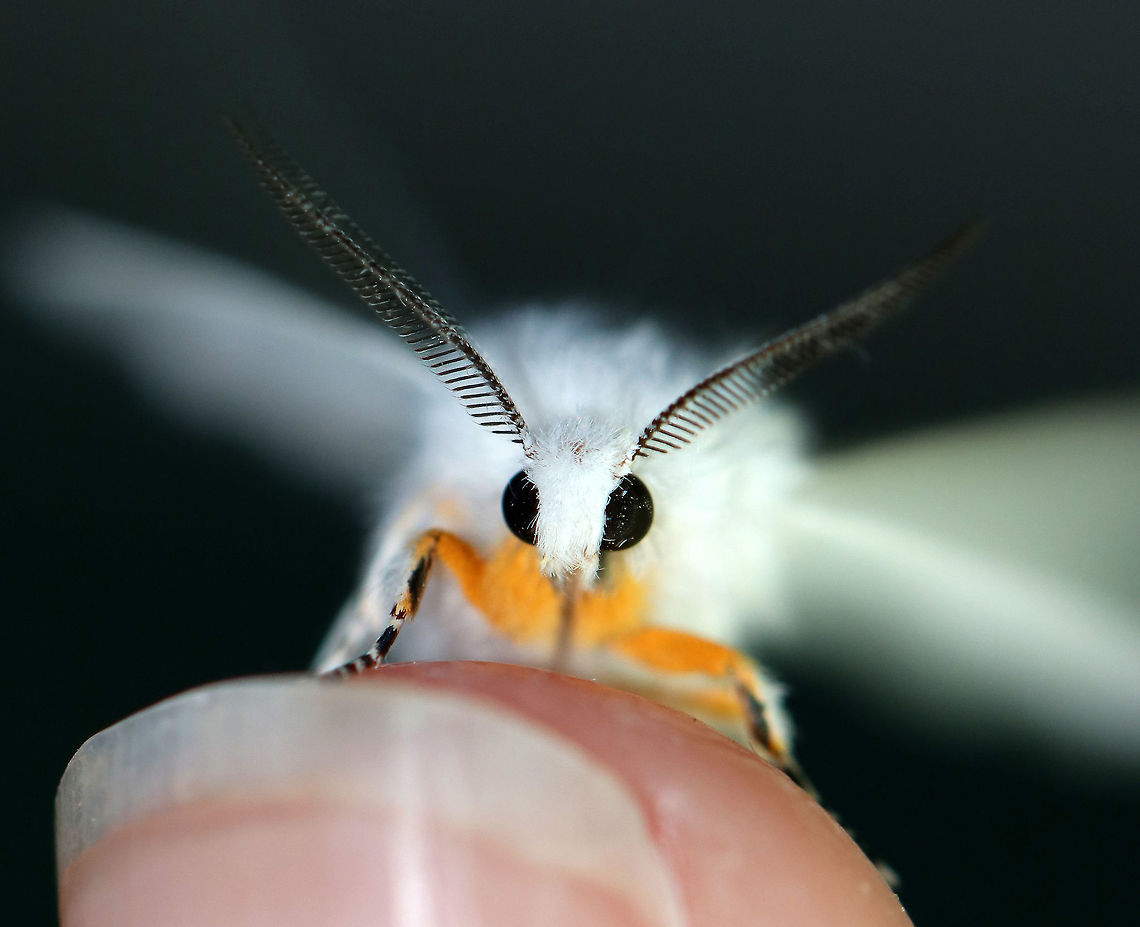 Agreeable Tiger Moth - Spilosoma congrua Total length: 20 mm.  Forewings and abdomen were completely white with no spots.  Coxa and femur of forelegs were orange.<br />
<br />
I spotted seven of these moths under my moth light last night. This one landed on my finger and then started warming up its wings so that it could fly away.<br />
<figure class="photo"><a href="https://www.jungledragon.com/image/63532/agreeable_tiger_moth_-_spilosoma_congrua.html" title="Agreeable Tiger Moth - Spilosoma congrua"><img src="https://s3.amazonaws.com/media.jungledragon.com/images/3232/63532_thumb.jpg?AWSAccessKeyId=05GMT0V3GWVNE7GGM1R2&Expires=1759968010&Signature=fX4zxG98sYso3XssGHAYZDX%2Fhkc%3D" width="200" height="164" alt="Agreeable Tiger Moth - Spilosoma congrua Total length: 20 mm. Forewings and abdomen were completely white with no spots. Coxa and femur of forelegs were orange.<br />
<br />
 I spotted seven of these moths under my moth light last night.<br />
<br />
https://www.jungledragon.com/image/63530/agreeable_tiger_moth_-_spilosoma_congrua.html<br />
<br />
 Agreeable tiger moth,Geotagged,Spilosoma congrua,Summer,United States,moth,moth week 2018,spilosoma" /></a></figure> Agreeable tiger moth,Geotagged,Spilosoma,Spilosoma congrua,Summer,United States,moth,moth week 2018