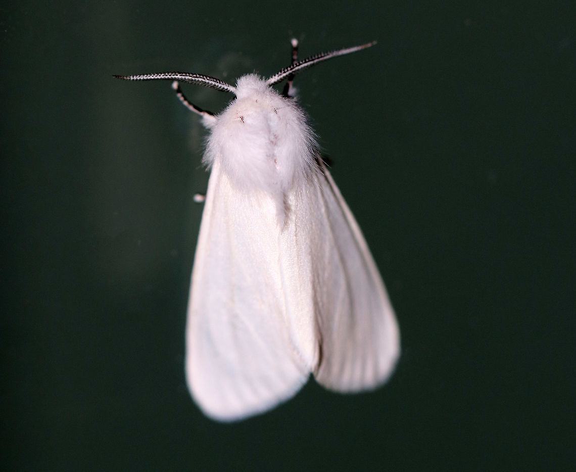 Agreeable Tiger Moth - Spilosoma congrua Total length: 20 mm. Forewings and abdomen were completely white with no spots. Coxa and femur of forelegs were orange.<br />
<br />
 I spotted seven of these moths under my moth light last night.<br />
<br />
<figure class="photo"><a href="https://www.jungledragon.com/image/63530/agreeable_tiger_moth_-_spilosoma_congrua.html" title="Agreeable Tiger Moth - Spilosoma congrua"><img src="https://s3.amazonaws.com/media.jungledragon.com/images/3232/63530_thumb.jpg?AWSAccessKeyId=05GMT0V3GWVNE7GGM1R2&Expires=1759968010&Signature=pHFXCzWjIyxiB4XNun0PM5TP2h0%3D" width="200" height="164" alt="Agreeable Tiger Moth - Spilosoma congrua Total length: 20 mm.  Forewings and abdomen were completely white with no spots.  Coxa and femur of forelegs were orange.<br />
<br />
I spotted seven of these moths under my moth light last night. This one landed on my finger and then started warming up its wings so that it could fly away.<br />
https://www.jungledragon.com/image/63532/agreeable_tiger_moth_-_spilosoma_congrua.html Agreeable tiger moth,Geotagged,Spilosoma,Spilosoma congrua,Summer,United States,moth,moth week 2018" /></a></figure><br />
<br />
 Agreeable tiger moth,Geotagged,Spilosoma congrua,Summer,United States,moth,moth week 2018,spilosoma