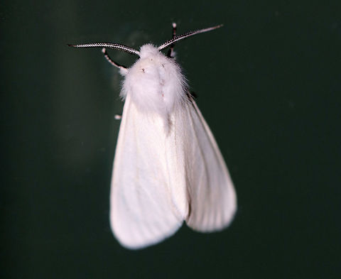 Agreeable Tiger Moth - Spilosoma congrua Total length: 20 mm. Forewings and abdomen were completely white with no spots. Coxa and femur of forelegs were orange.

 I spotted seven of these moths under my moth light last night.

https://www.jungledragon.com/image/63530/agreeable_tiger_moth_-_spilosoma_congrua.html

 Agreeable tiger moth,Geotagged,Spilosoma congrua,Summer,United States,moth,moth week 2018,spilosoma